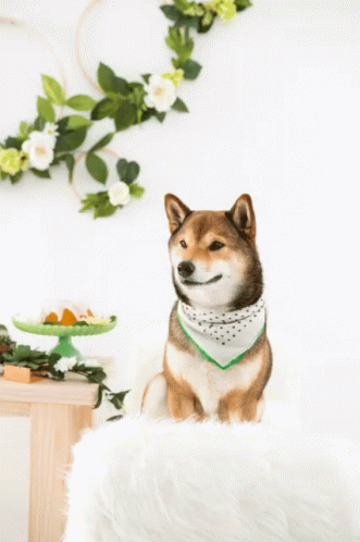 Smile Funny Animals GIF - Smile Funny Animals Its Spring GIFs