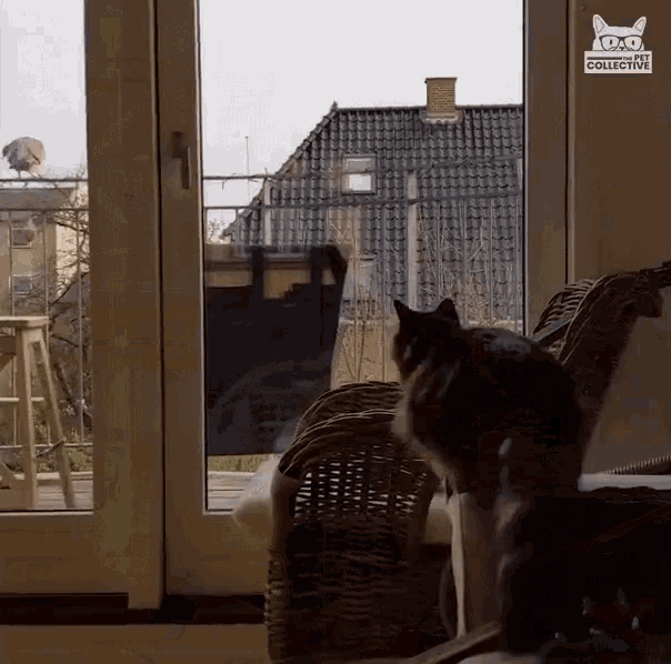 Cat Scaring Bird Cat Jumping To Glass Door GIF - Cat Scaring Bird Cat Jumping To Glass Door Scaring Away GIFs