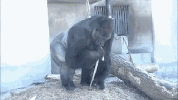 Funny Animals Gorilla GIF - Funny Animals Gorilla Eating GIFs