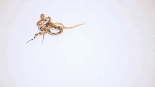 Snakes Slithering GIF - Snakes Slithering Crawling GIFs