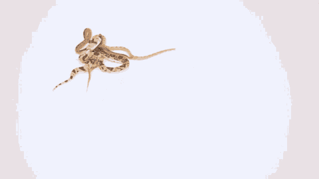 a snake is laying on a white surface with another snake nearby