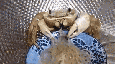 a crab is sitting on top of a blue plate eating noodles .