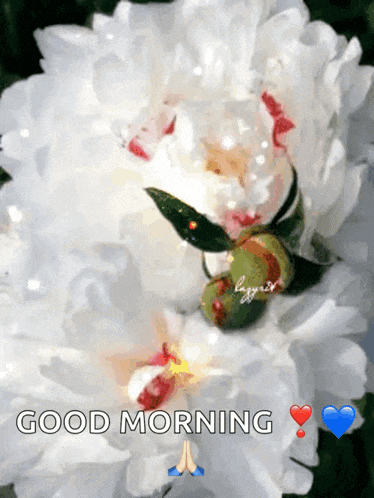 a picture of a white flower with the words good morning written below it