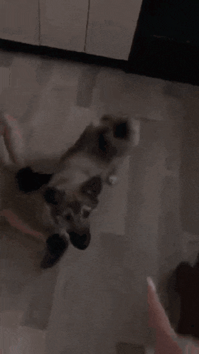 a dog is standing on its hind legs next to a person .