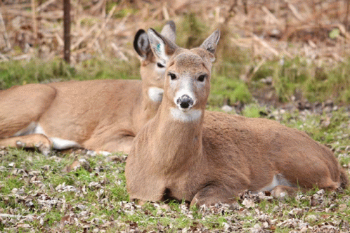 Good Morning Hi Deer GIF - Good Morning Hi Deer GIFs