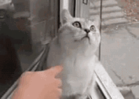 So Focused GIF - Focus Cat Concentrate GIFs
