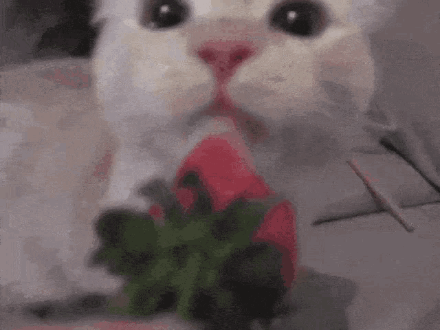a close up of a cat eating a red rose