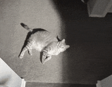 a cat laying on its back on a carpeted floor