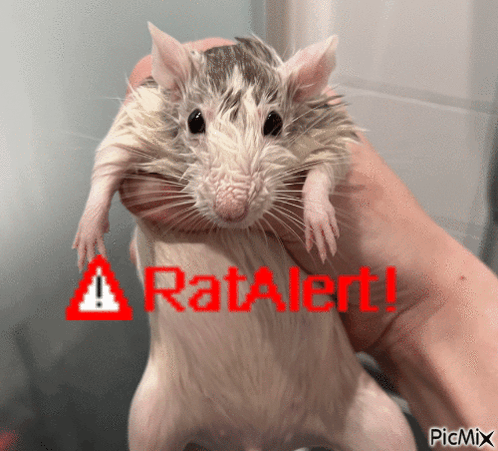 Rat Rats GIF - Rat Rats Wet Rat GIFs