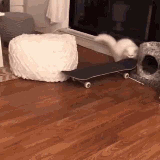 Skate Skateboard GIF - Skate Skateboard Skate Cat GIFs