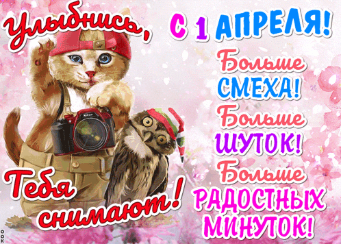 a cat holding a nikon camera next to an owl on a pink background