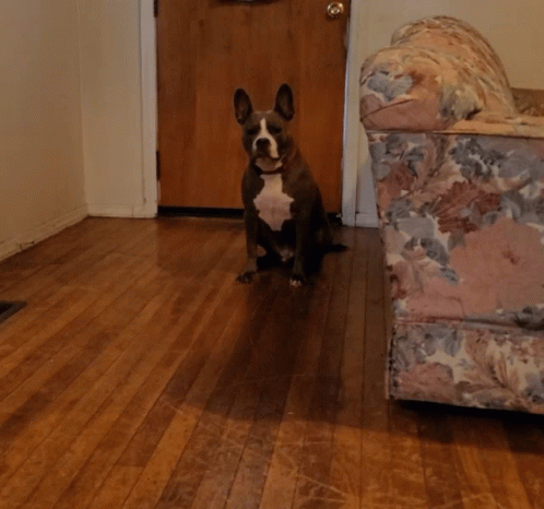 Excited Dog GIF - Excited Dog Pitbull GIFs