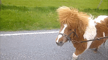 a brown and white horse with a very long mane is walking down the road