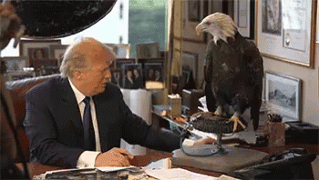 Eagle Attacks Trump GIF - Trump Eagle Attacks GIFs
