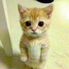 a small kitten standing on its hind legs looking at the camera