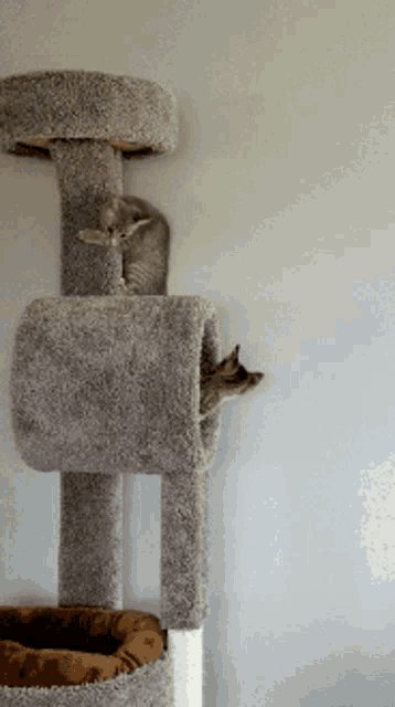 two cats are playing on a cat tree against a wall