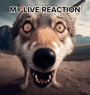 My Live Reaction Wolf GIF - My Live Reaction Wolf Dog GIFs