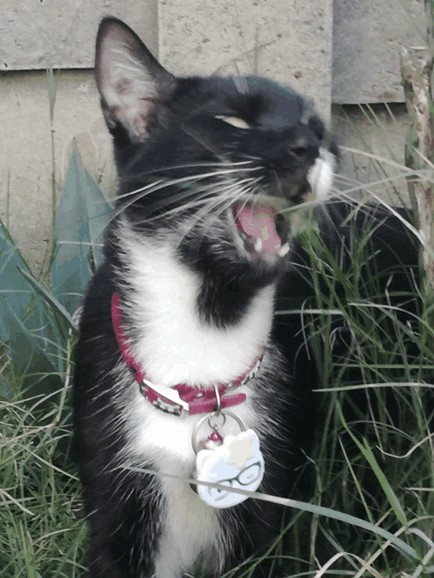 a black and white cat with a hello kitty tag on its neck yawning