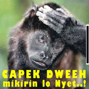 Monyet Capek Deh GIF - Capek Deh Cape De Monyet GIFs