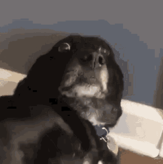 Shocked Dog GIF - Shocked Dog Doggo GIFs