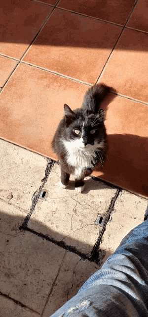 a black and white cat is sitting on a tiled floor