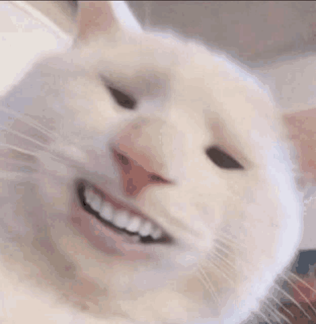 a close up of a white cat making a funny face and smiling .