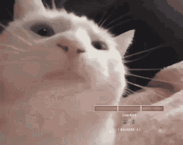 Cat Nodding Head GIF - Cat Nodding Head Jamming GIFs