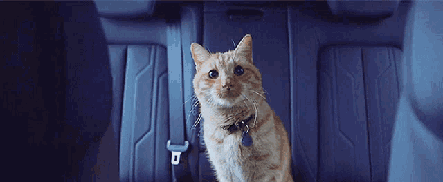 a cat is sitting in the back seat of a car looking at the camera