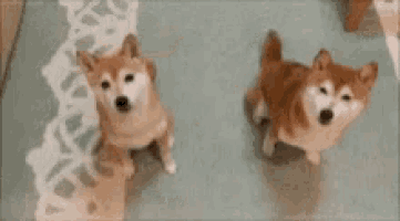 two shiba inu dogs are standing next to each other on a blue rug .