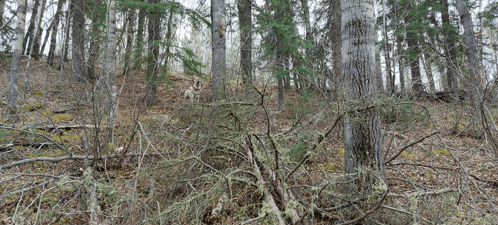 a forest with a lot of branches and trees