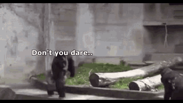 a gorilla is walking down a sidewalk in a zoo enclosure with the words `` don 't you dare '' .
