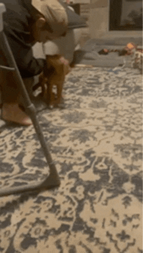 a person is kneeling down next to a dog on a carpet .
