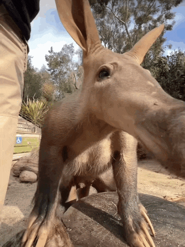 an aardvark standing next to a handicapped sign