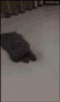 a cat is laying on the floor in a room
