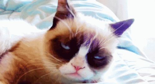 Você Diz Isso Pq Não Tem Enxaqueca / Dor De Cabeça GIF - Cat Lazy Grumpy Cat GIFs