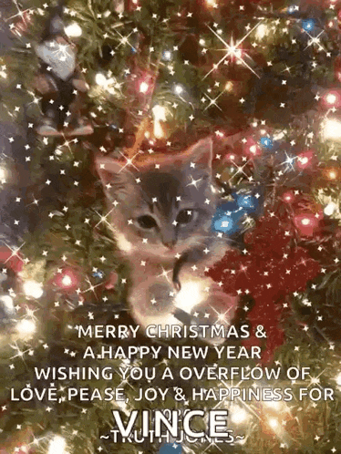 a kitten is sitting under a christmas tree and wishing you a happy new year