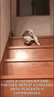 a kitten is walking up a set of wooden stairs .