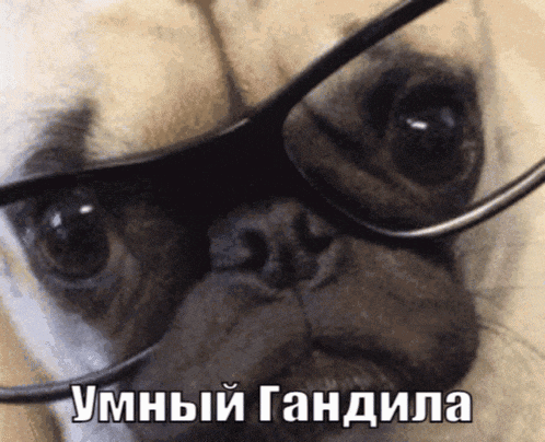 a close up of a pug wearing glasses with a caption in foreign language