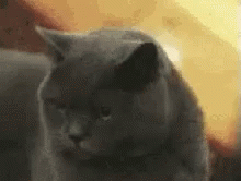 Cats How Dare You GIF - Cats How Dare You Sneer GIFs