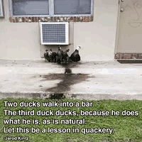 two ducks walk into a bar and the third duck ducks because he does what he is