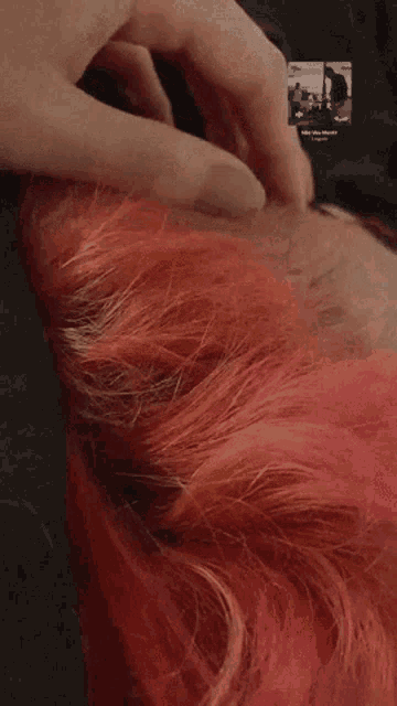 a close up of a person 's pink hair with a picture of a person 's face on it