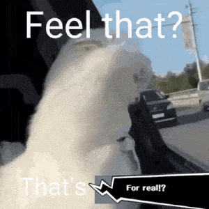 a white dog is looking out of a car window with the words feel that that 's for real