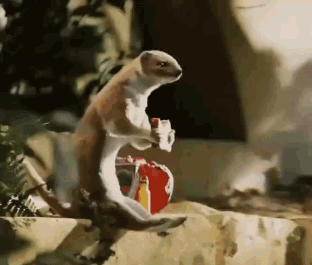 Weasel Ferret GIF - Weasel Ferret Marten GIFs