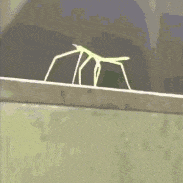 a spider is crawling on the edge of a shelf
