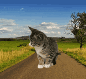 a kitten is walking down a country road
