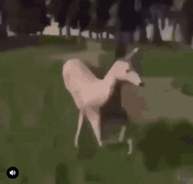 Deer Dancing GIF - Deer Dancing Dance GIFs
