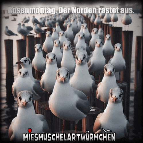 a bunch of seagulls standing on a dock with the words rosenmontag der norden rastet aus on the bottom