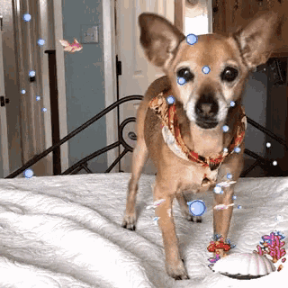 a small brown dog is standing on a bed with bubbles around it