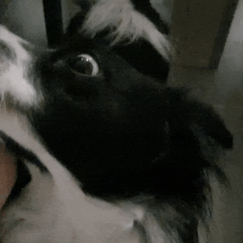a black and white dog looking up at the camera