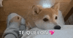 a dog is laying on a person 's lap with the words `` te quelon '' written on it .